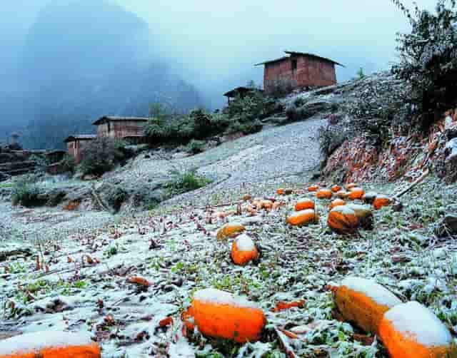 袖虎解答猫咪打针疑问，要怎么选疫苗？