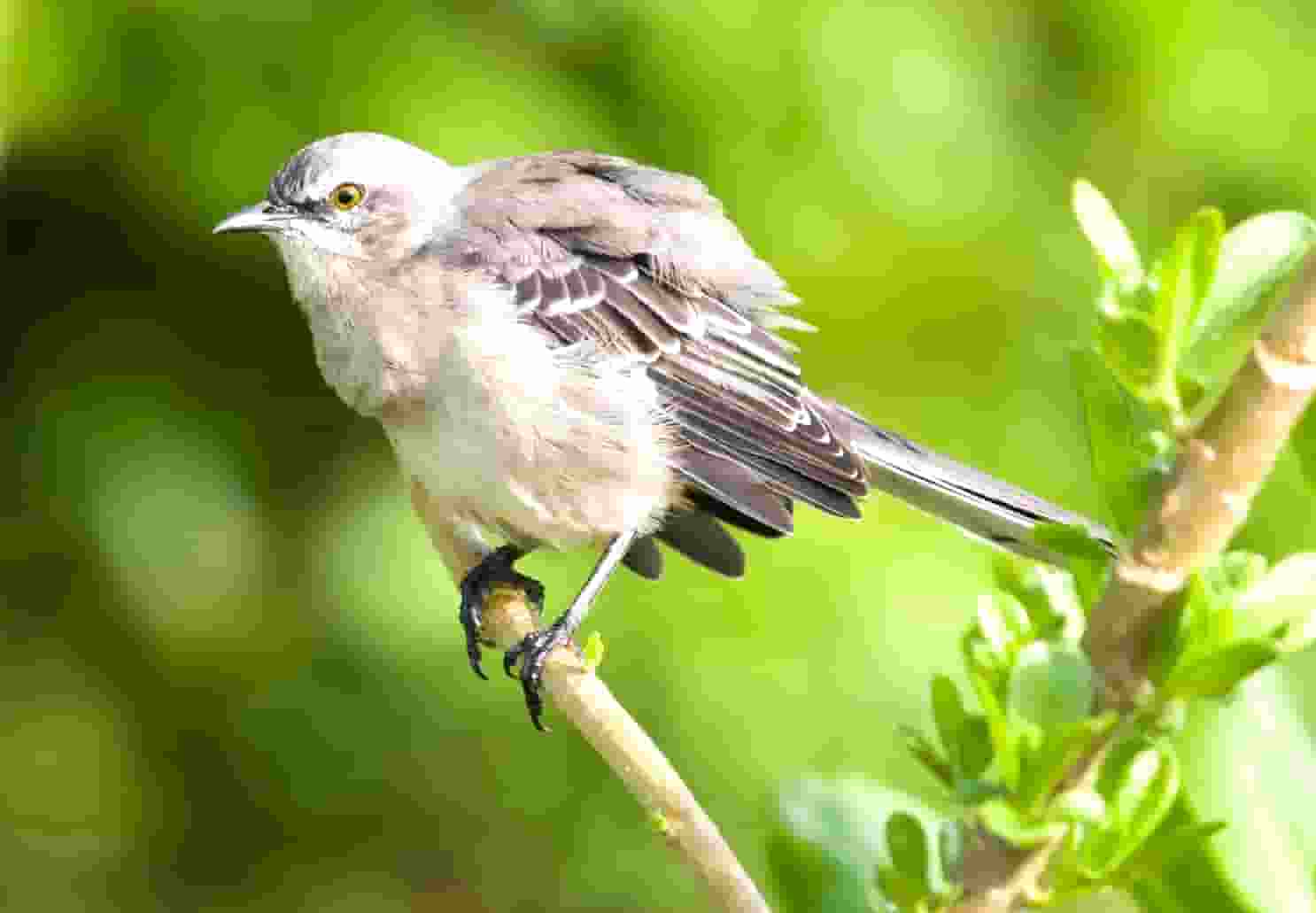 热火凑不齐8人出赛大名单 今天对阵绿军被推迟