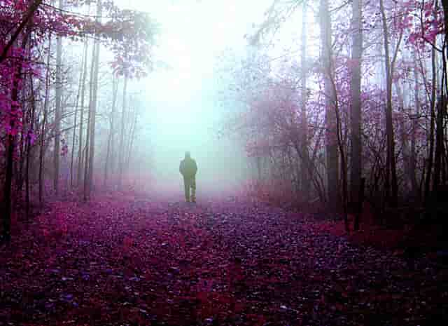 袖虎提醒遭遇骗子卖猫后主人怎么办