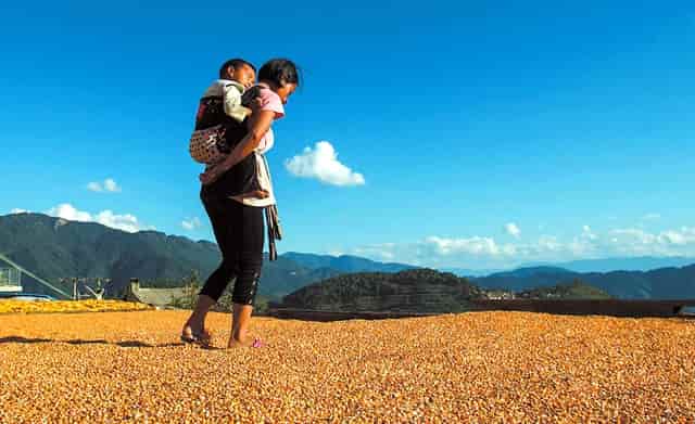 袖虎病猫攻略：怎么样为猫咪做产房