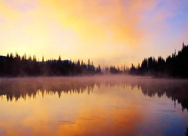 袖虎病猫攻略：猫生了跳蚤怎么办？