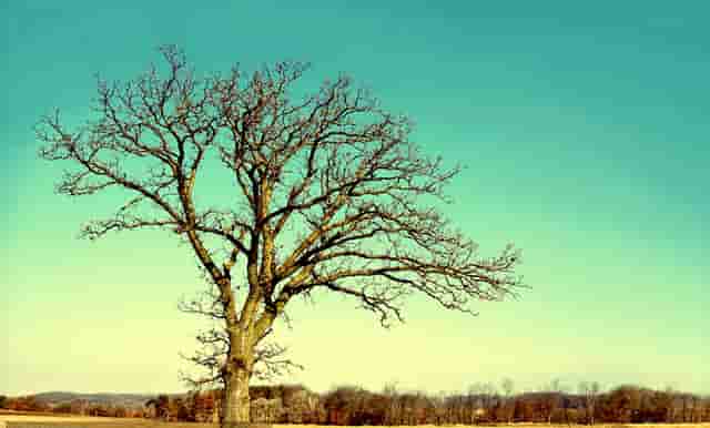 袖虎病狗攻略：犬心丝虫有多可怕？