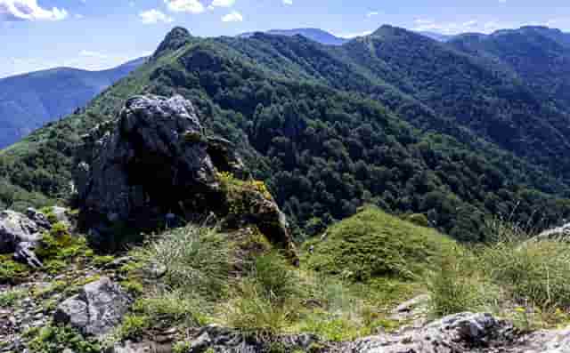 袖虎病猫攻略：猫咪肥胖知多少