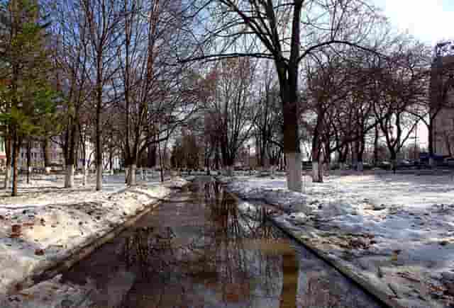 袖虎病猫攻略：猫咪多囊肾是什么